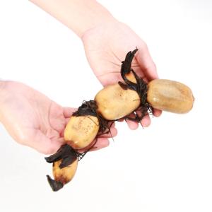 (ビオトープ)蓮 ハス(食用) 食用ハス(食用...の詳細画像1