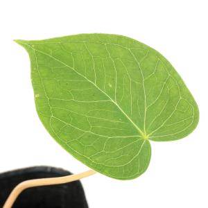 山野草）テンナンショウ（天南星）オドリコテンナンショウ 1球入り 3