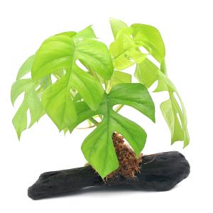 観葉植物 おしゃれ 大型 本物 屋外 ユッカ フィリフェラ 10号 現品