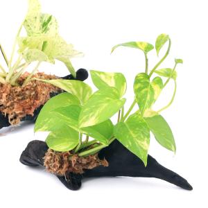 チャーム（charm） （観葉植物）ポトス おまかせポトスのつる 約