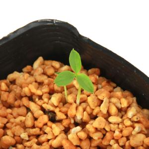 山野草）テンナンショウ（天南星）オドリコテンナンショウ 1球入り 3