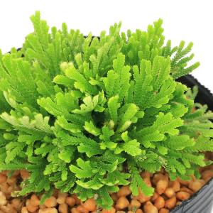 (山野草)シダ(羊歯)品種系イワヒバ 大王閣(ダ...の商品画像