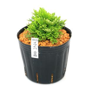 (山野草)シダ(羊歯)品種系イワヒバ 大王閣(...の詳細画像1