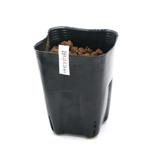 （山野草）カンアオイ（寒葵）アキザキヒメカンアオイ（秋咲姫寒葵）３号（１ポット）古典園芸