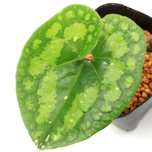 チャーム(ペット) (山野草)カンアオイ(寒葵 チャーム(ペット) (山野草)カンアオイ(寒葵