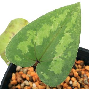 チャーム（charm） （山野草）カンアオイ（寒葵）タマノカンアオイ