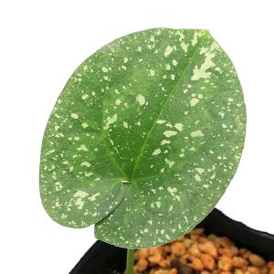 チャーム（charm） （山野草）カンアオイ（寒葵）タマノカンアオイ