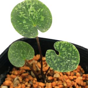 タマノカンアオイ　『玉錦』　カンアオイ　多摩寒葵　山野草　斑入り 楽天市場】（山野草）カンアオイ（寒葵）タマノカンアオイ（多摩之寒葵