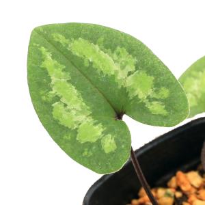 山野草）カンアオイ（寒葵）タイリンアオイ（大輪葵） 弁天星 3号（1