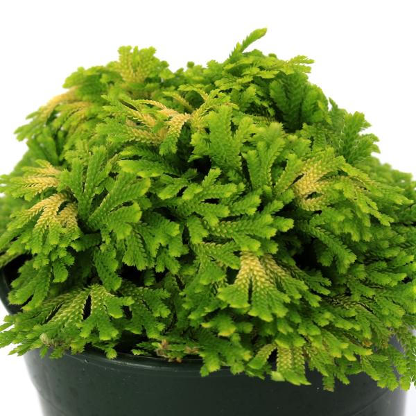 （山野草）シダ（羊歯）品種系イワヒバ　栄獅子（サカエジシ）２．５〜３号（１ポット）古典園芸