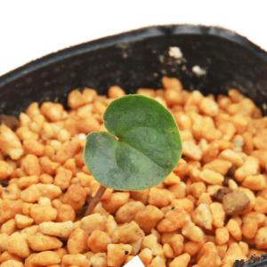 山野草）カンアオイ（寒葵）アツミカンアオイ（厚身寒葵） 亀甲 3号