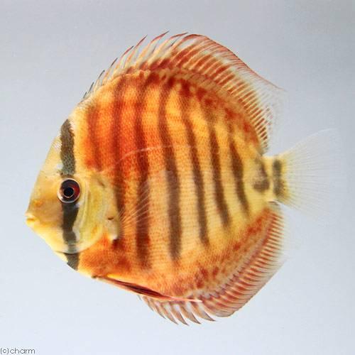 （熱帯魚）スーパーフレームオブフォレスト・ディスカス（Ｍサイズ）（ペナンブリード）（１匹）　北海道・...