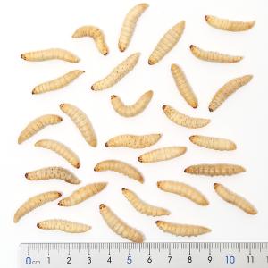 フリーズドライ ハニーワーム 10g タンパク...の詳細画像2