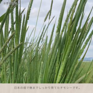 令和8年産 国産牧草 青刈りチモシー 300g...の詳細画像2
