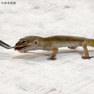 賞味期限:2026年5月15日プロバグズピュー...の詳細画像3