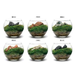 種類おまかせ 本物で作る 小さな苔テラリウム ...の詳細画像2
