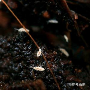 トビムシ繁殖キット 飼育容器付き 活餌の詳細画像5