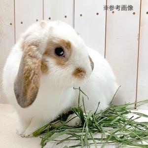 うさぎ 牧草 国産 旬のやわらか 茎なしオーツ...の詳細画像5