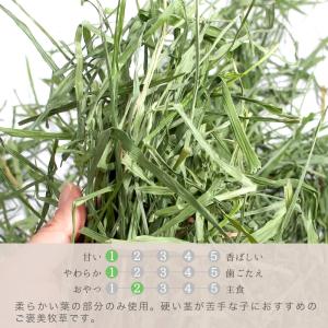 うさぎ 牧草 国産 旬のやわらか 茎なしオーツ...の詳細画像2