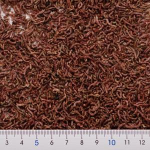 フリーズドライ 赤虫 10gの詳細画像3
