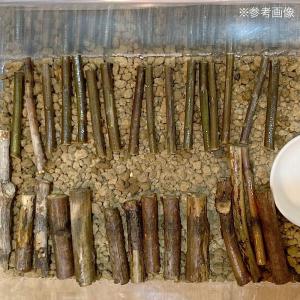 鳴き虫用産卵材 アジサイの枝 10本 クマスズ...の詳細画像4