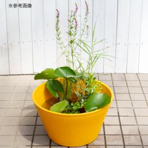 睡蓮鉢 メダカ鉢 金魚鉢 テラコッタイエロー ...の詳細画像4