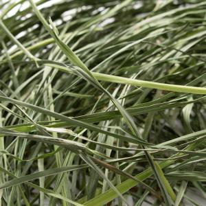 国産牧草 やみつきオーチャードグラス 20g ...の詳細画像1