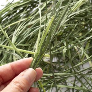国産牧草 やみつきオーチャードグラス 20g ...の詳細画像2