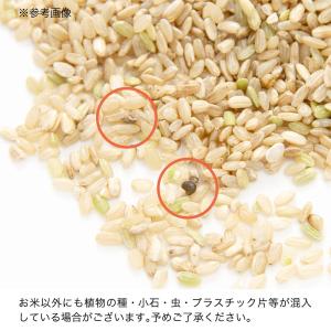 【送料無料】令和7年産 新米 青米 7.5kg...の詳細画像4