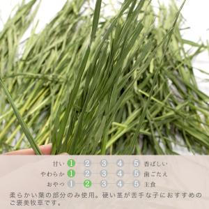 令和8年産 国産牧草 茎なしオーツヘイ 15g...の詳細画像2