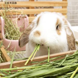 令和8年産 国産牧草 茎なしオーツヘイ 15g...の詳細画像4