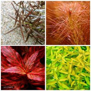 （水草）おまかせ４色紅葉セット（無農薬）（１０本）（水上葉）