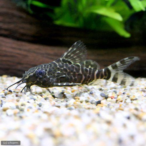 （熱帯魚）シノドンティス・エプタルス（３匹）　北海道・九州航空便要保温