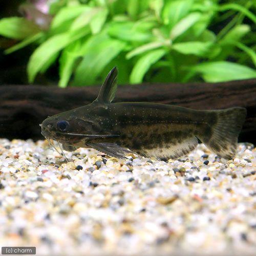 （熱帯魚）ブルドック・タティア（１匹）　北海道・九州航空便要保温