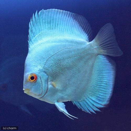 （熱帯魚）リフレクションブルーダイヤモンド・ディスカス（Ｍサイズ）（ペナンブリード）（１匹）　北海道...