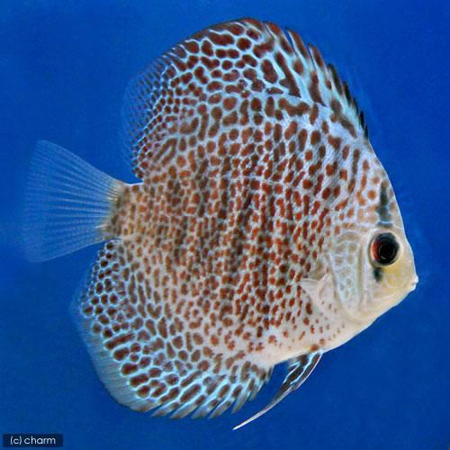 （熱帯魚）マジェスティックウェーブレオパード・ディスカス（Ｌサイズ）（ペナンブリード）（１匹）　北海...