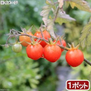 （観葉植物）野菜苗　トマト　ワイルドトマト　３号（１ポット）　家庭菜園｜chanet