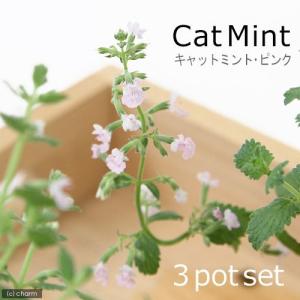 (観葉植物)ハーブ苗 ミント キャットミント ピ...の商品画像