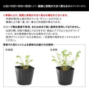 (観葉植物)ハーブ苗 ミント キャットミント ...の詳細画像1