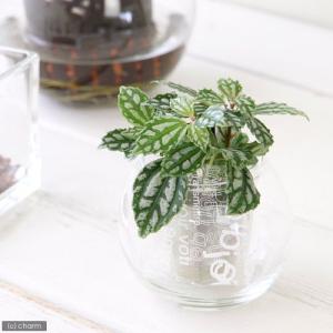 （観葉植物）ミニ観葉　オアシス苗　ピレア　カディエレイ（１苗）