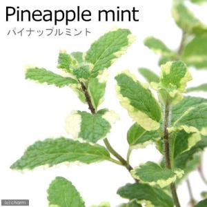 （観葉植物）ハーブ苗　ミント　パイナップルミント　３号（１ポット）　家庭菜園