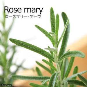 （観葉植物）ハーブ苗　ローズマリー　アープ　立性　３号（１ポット）　家庭菜園