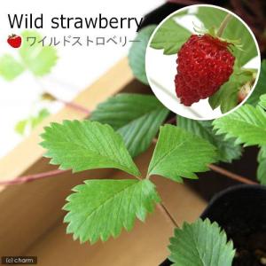 （観葉植物）ハーブ苗　ワイルドストロベリー　３号（１ポット）　家庭菜園