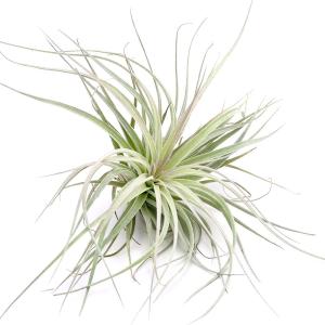 (観葉植物)エアープランツ チランジア コット...の詳細画像1