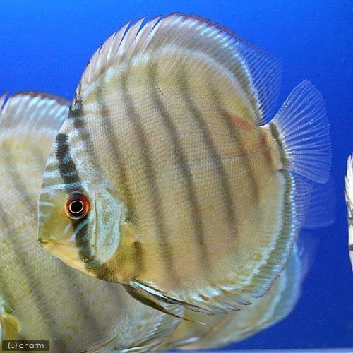 （熱帯魚）グリーン・ディスカス　ペルー産（ワイルド）（１匹）　北海道・九州航空便要保温