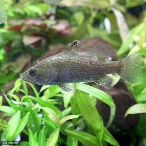 （熱帯魚）オーストラリアン・シーパーチ（バラマンディ）（１匹）　北海道・九州航空便要保温