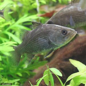 (熱帯魚)オーストラリアン・シーパーチ(バラマ...の詳細画像1