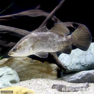 (熱帯魚)オーストラリアン・シーパーチ(バラマ...の詳細画像2