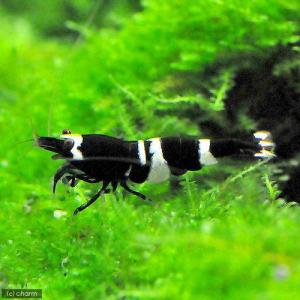 （エビ）無選別　ブラックシャドーシュリンプ（５匹）　北海道・九州航空便要保温