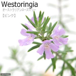 （観葉植物）ハーブ苗　ウェストリンギア　ピンク　３号（１ポット）　家庭菜園　オージープランツ